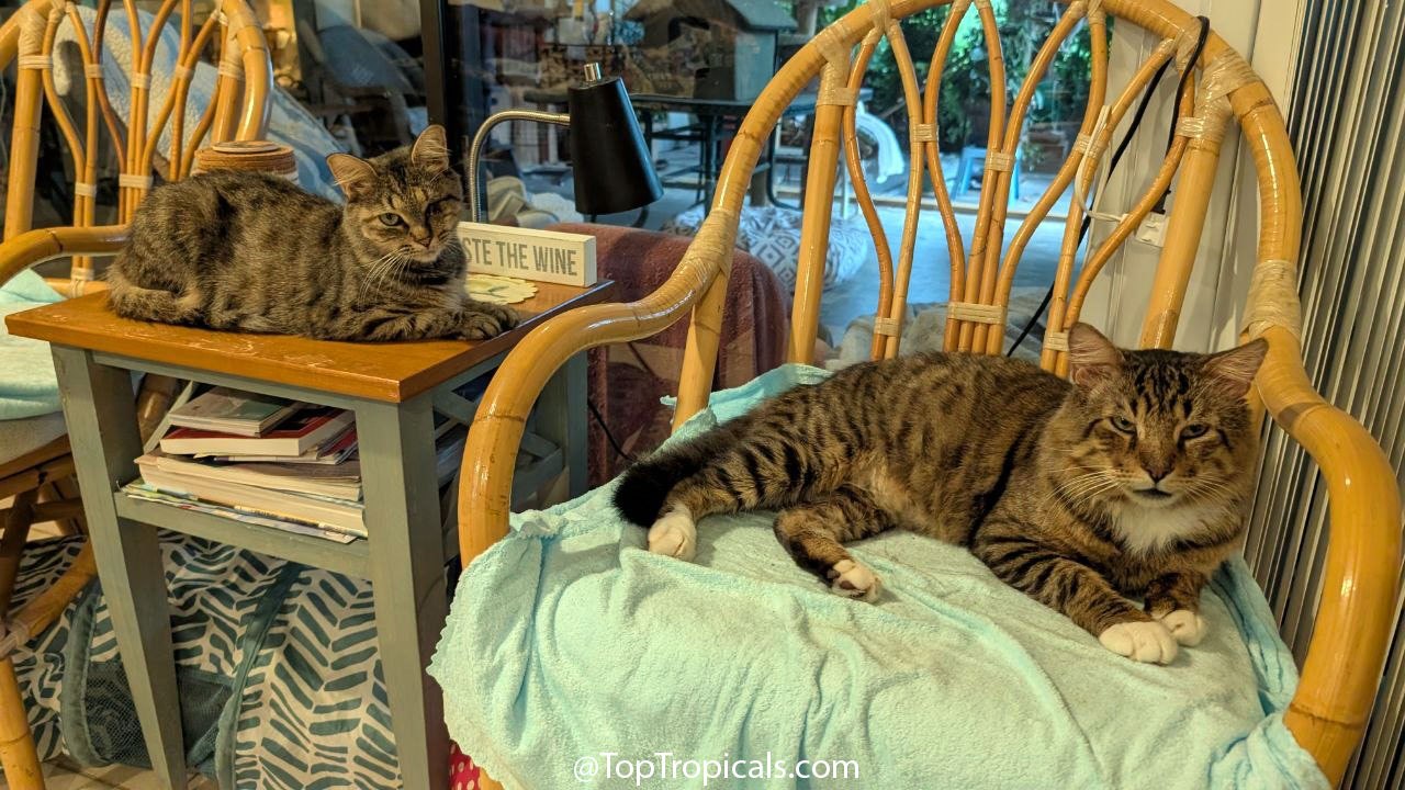 Daily Cat Lesson: Pets dont know theyre disabled Daily Cat Lesson: Pets dont know theyre disabled