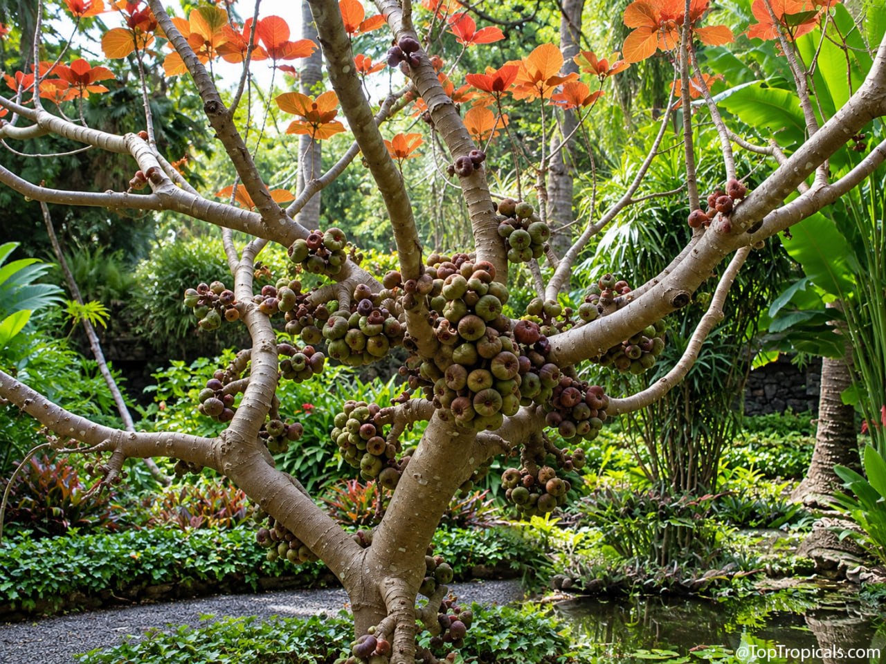 What tropical plants dont mind alkaline soil What tropical plants dont mind alkaline soil