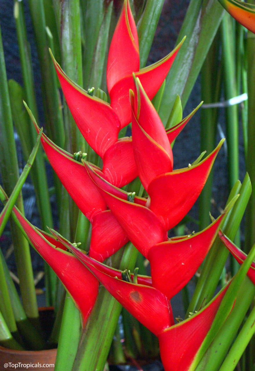 Four popular plants of friendship, appreciation, and shared connection Four popular plants of friendship, appreciation, and shared connection