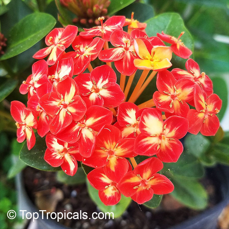 Four popular plants of friendship, appreciation, and shared connection Four popular plants of friendship, appreciation, and shared connection