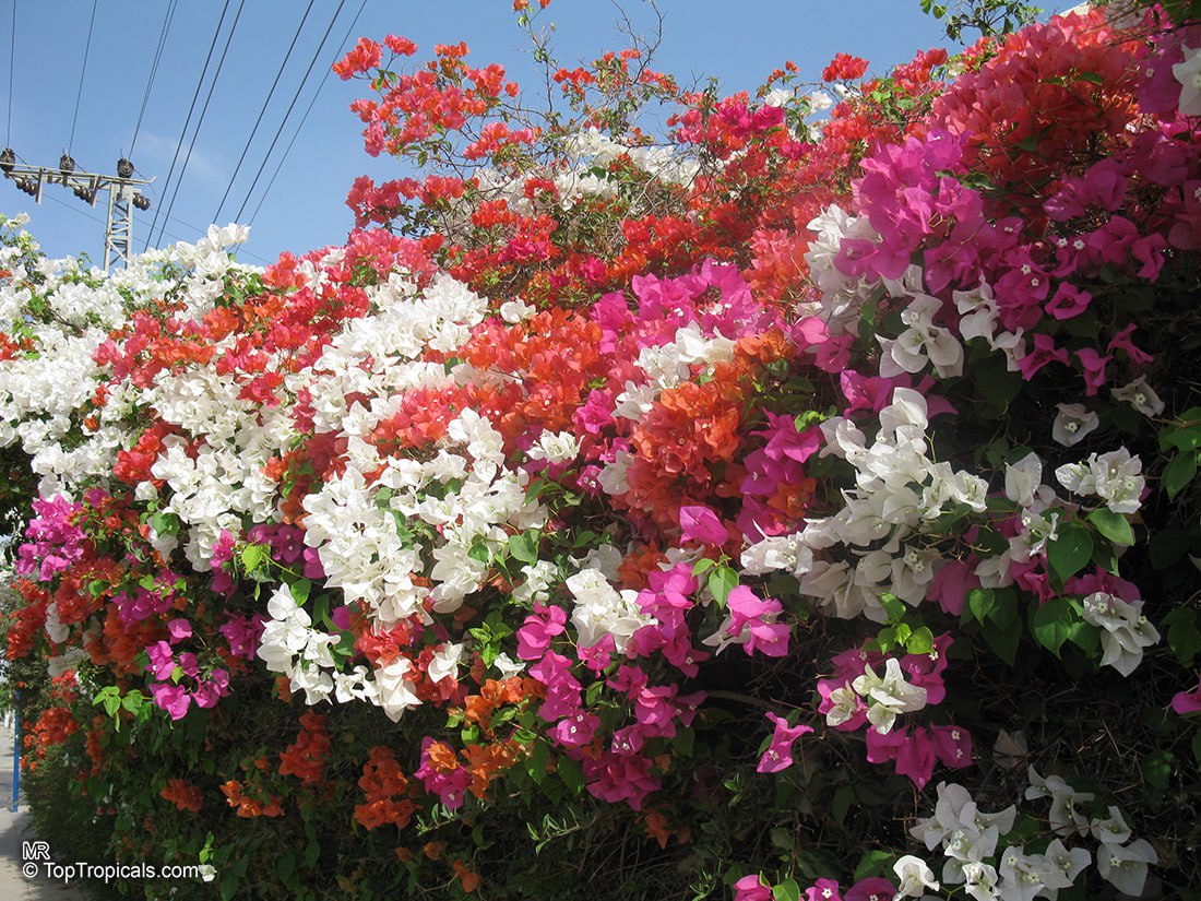 Four popular plants of friendship, appreciation, and shared connection Four popular plants of friendship, appreciation, and shared connection