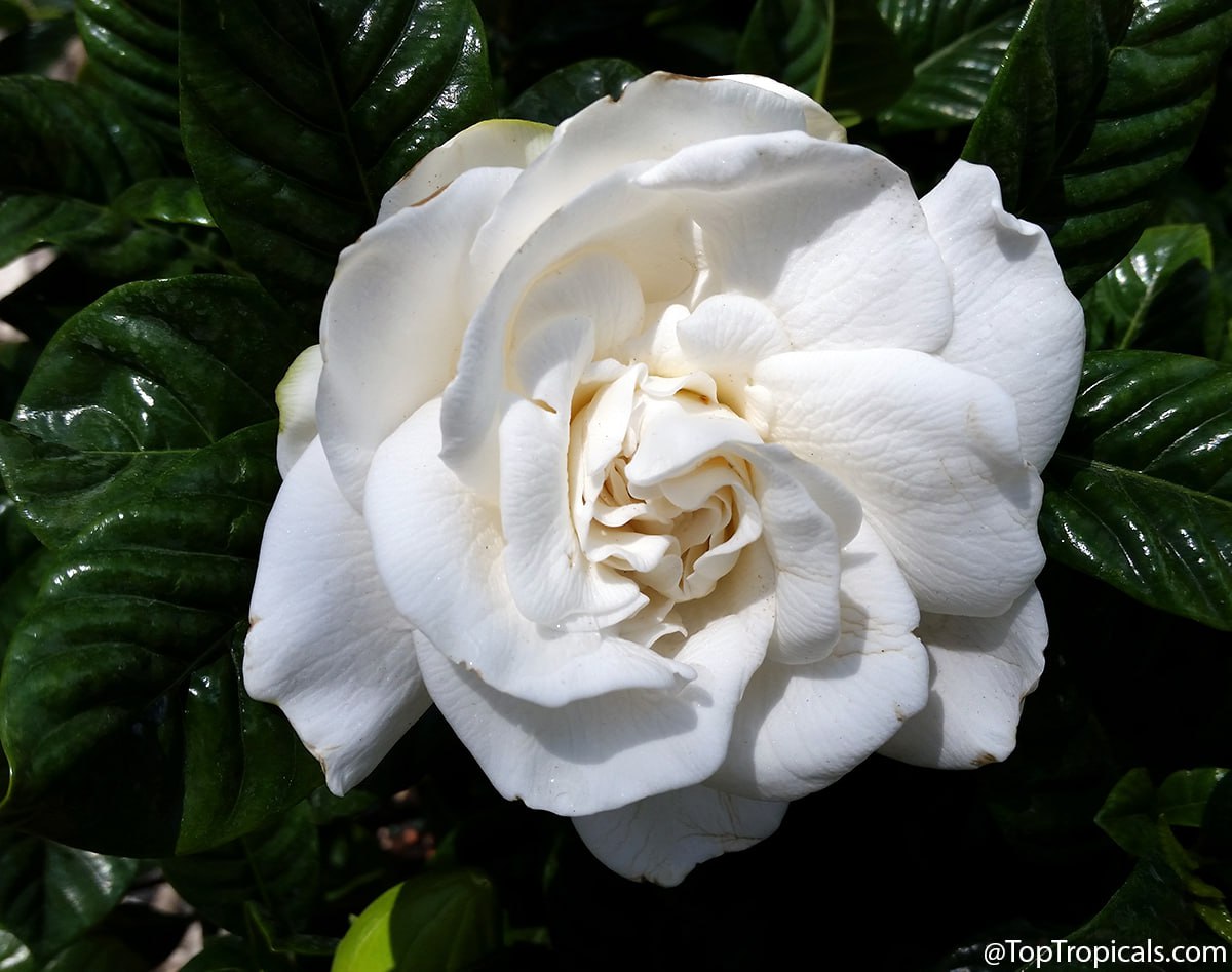 Four popular plants of friendship, appreciation, and shared connection Four popular plants of friendship, appreciation, and shared connection