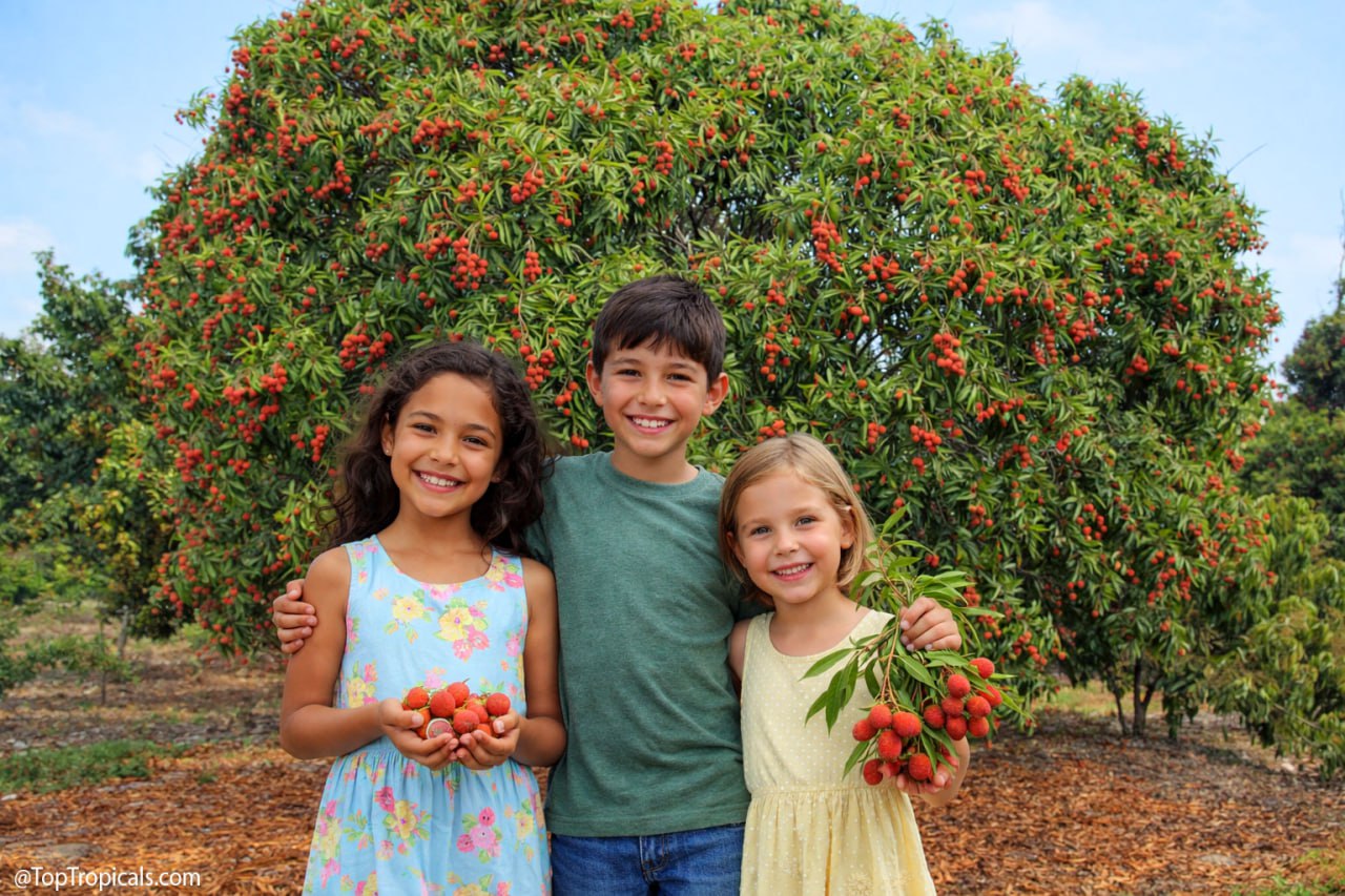 The best time to plant a fruit tree was 20 years ago - here is why you need to plant it now The best time to plant a fruit tree was 20 years ago - here is why you need to plant it now