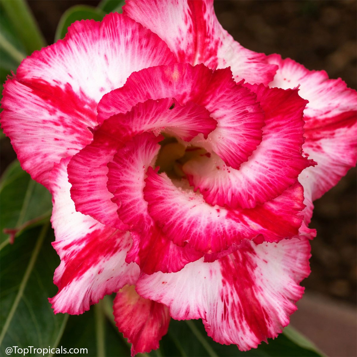 Adenium rainbow: these 6 will pull you in Adenium rainbow: these 6 will pull you in
