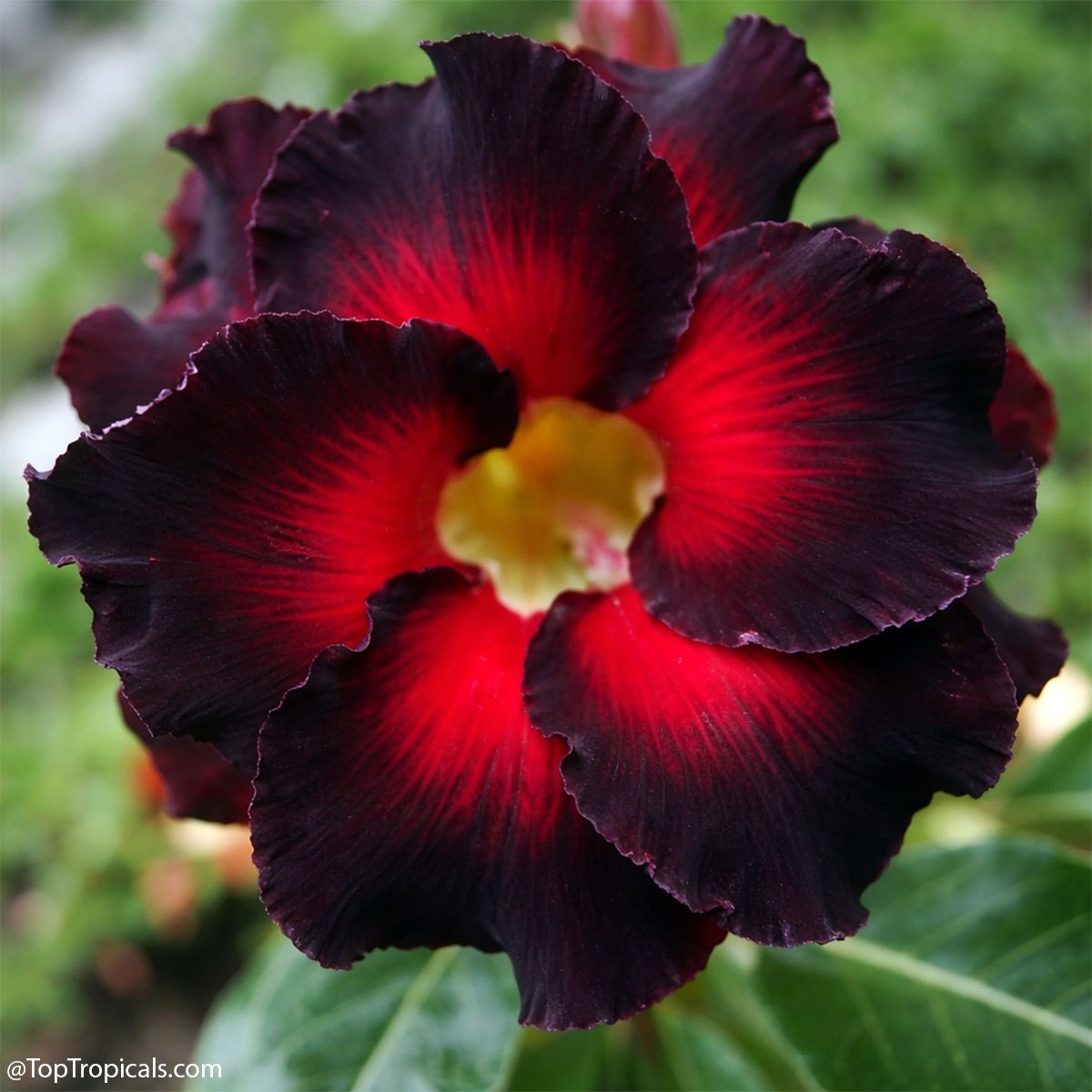 Adenium rainbow: these 6 will pull you in Adenium rainbow: these 6 will pull you in