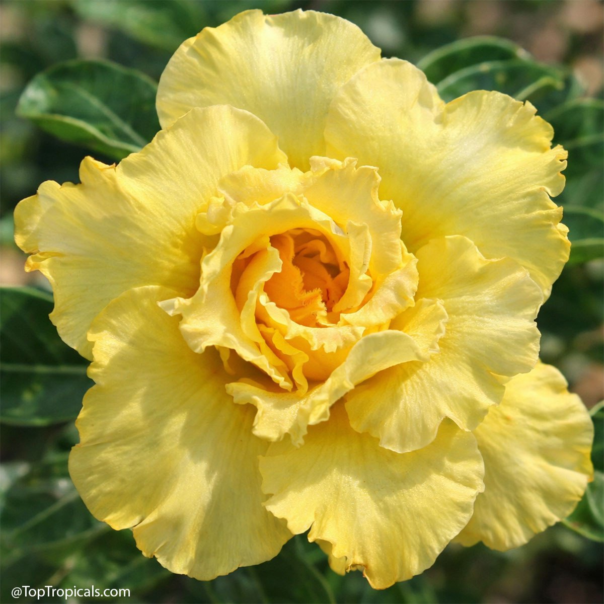 Adenium rainbow: these 6 will pull you in Adenium rainbow: these 6 will pull you in