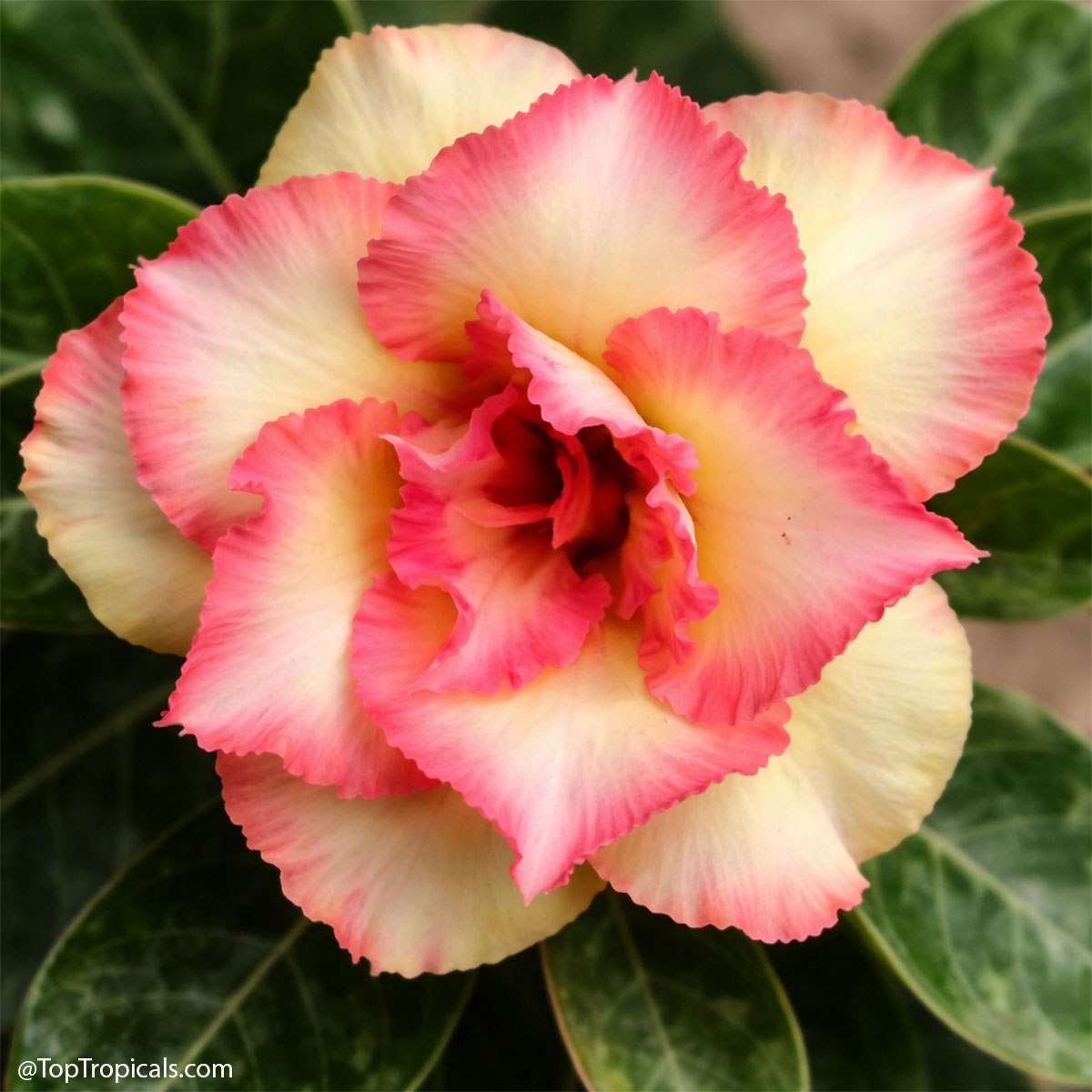 Adenium rainbow: these 6 will pull you in Adenium rainbow: these 6 will pull you in