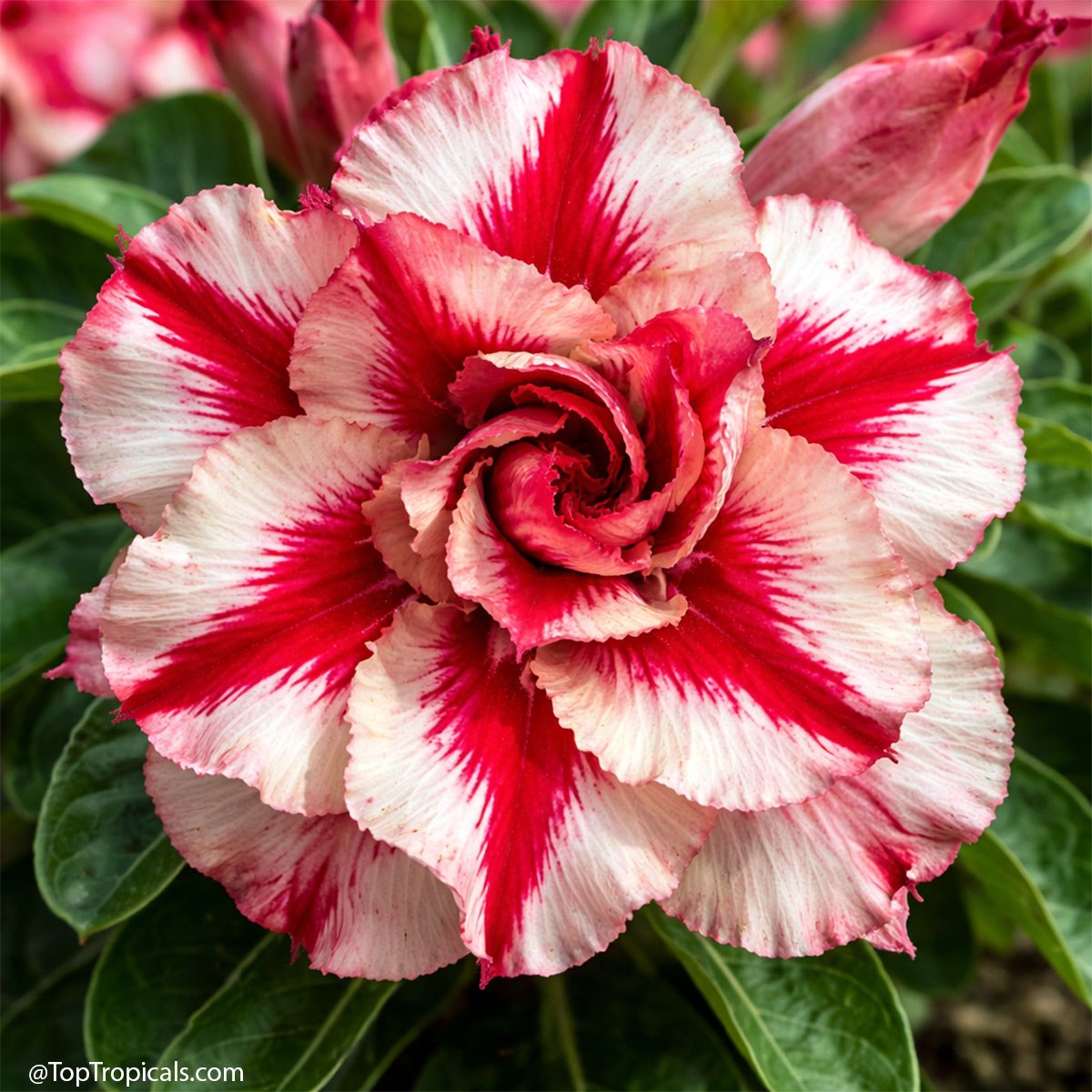Adenium rainbow: these 6 will pull you in Adenium rainbow: these 6 will pull you in