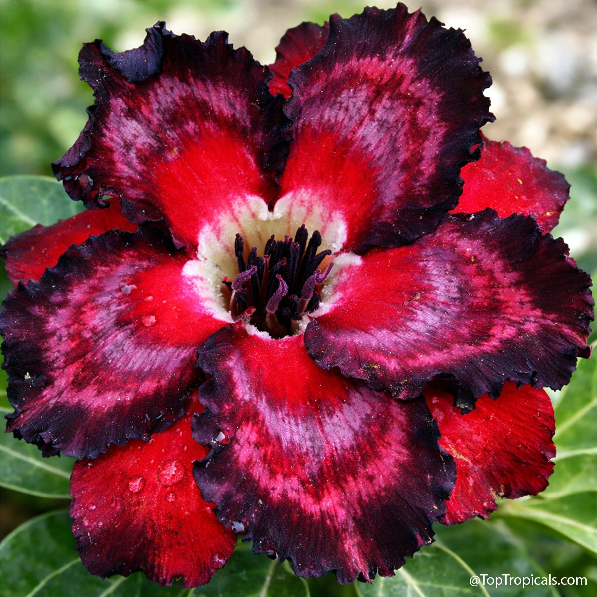 Adenium rainbow: these 6 will pull you in Adenium rainbow: these 6 will pull you in