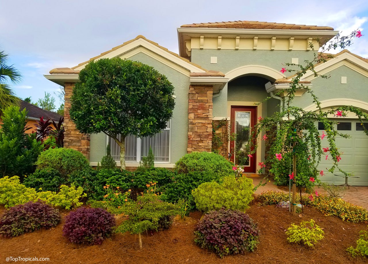 Do Fruit Trees Increase Property Value? Tropical Plants That Pay Off Do Fruit Trees Increase Property Value? Tropical Plants That Pay Off