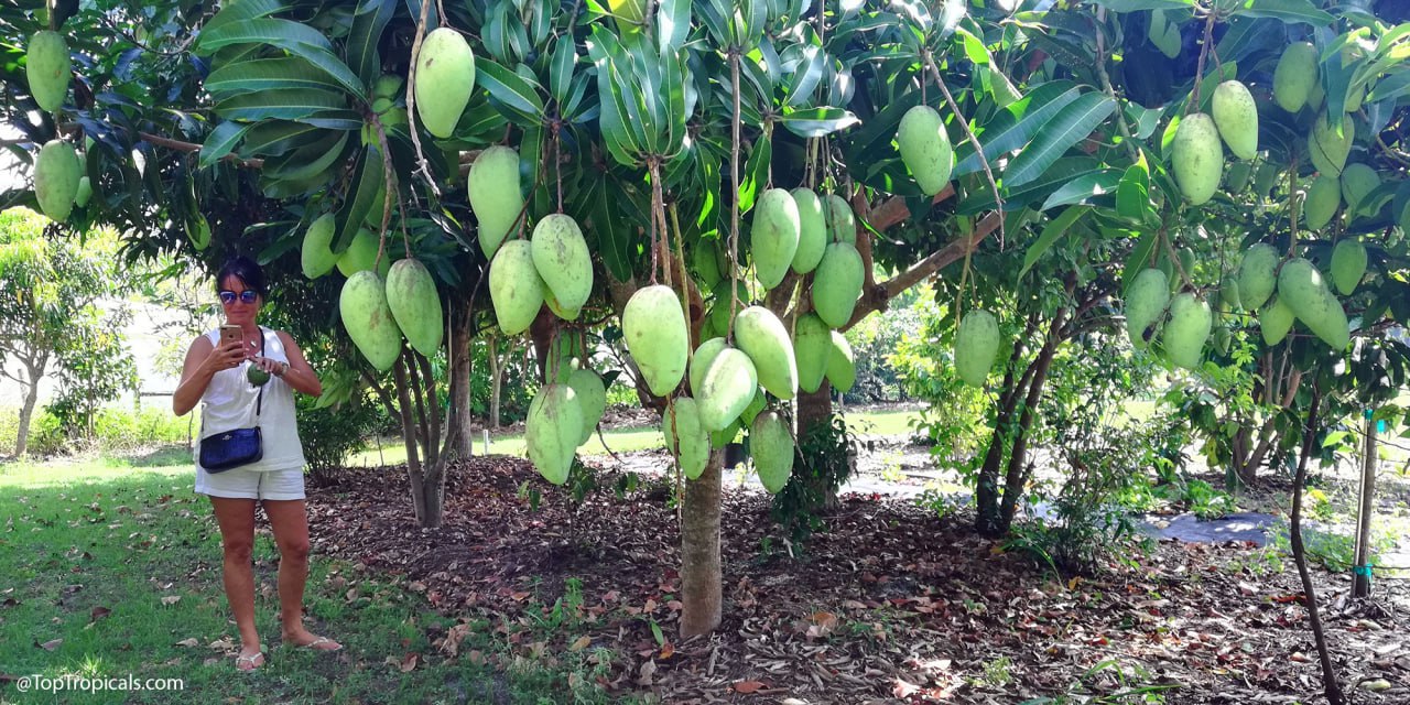 Do Fruit Trees Increase Property Value? Tropical Plants That Pay Off Do Fruit Trees Increase Property Value? Tropical Plants That Pay Off