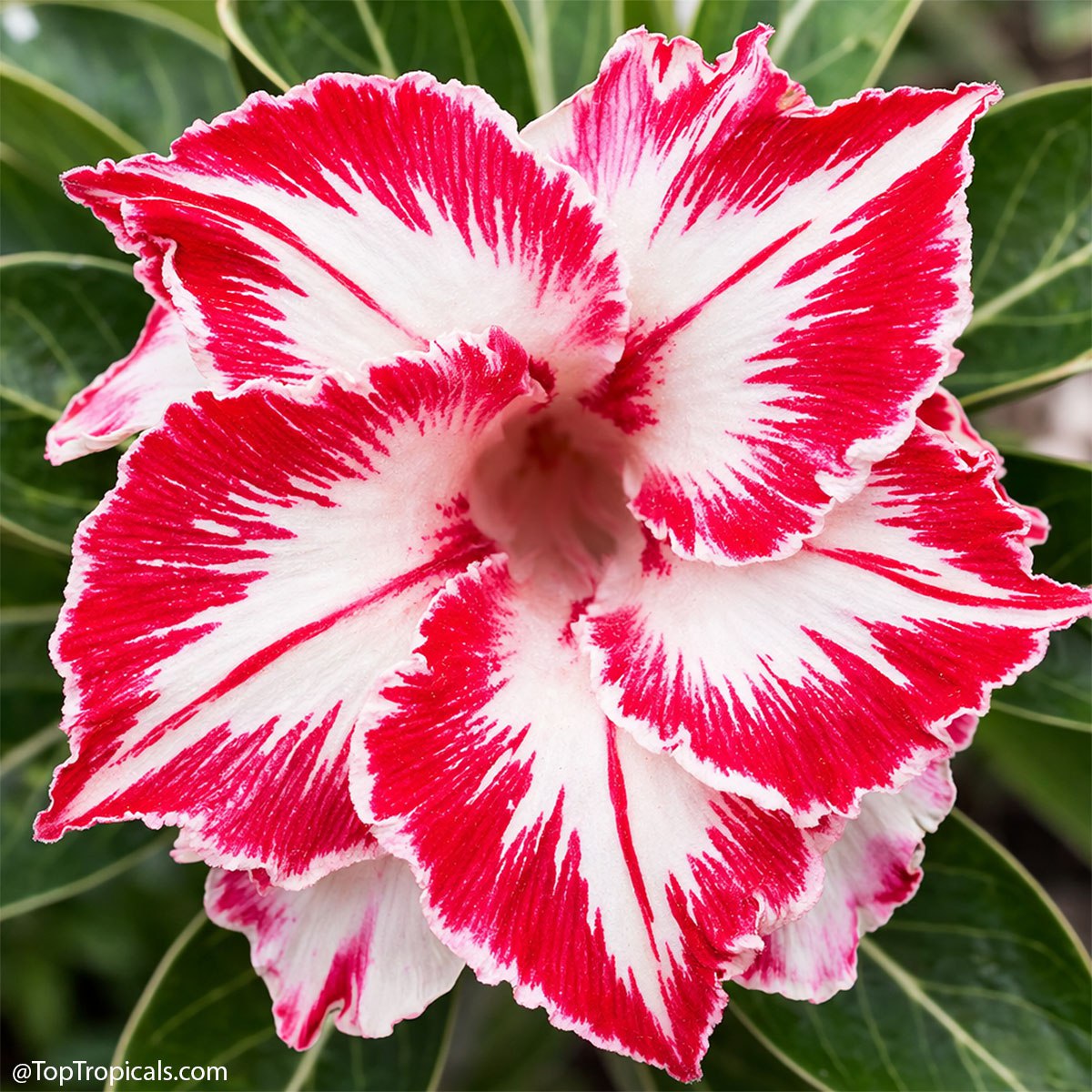 How to start your dream collection: Adenium rainbow How to start your dream collection: Adenium rainbow