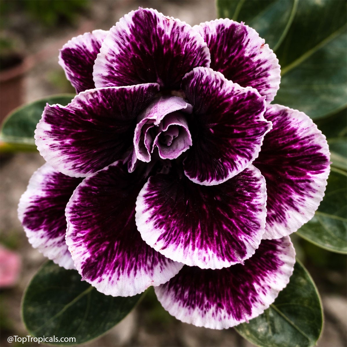 How to start your dream collection: Adenium rainbow How to start your dream collection: Adenium rainbow