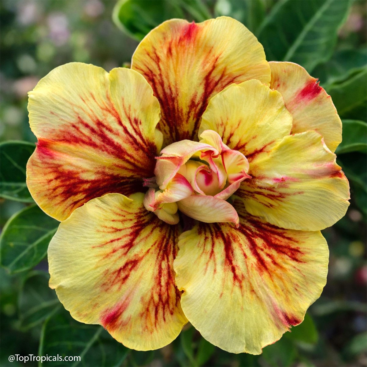 How to start your dream collection: Adenium rainbow How to start your dream collection: Adenium rainbow