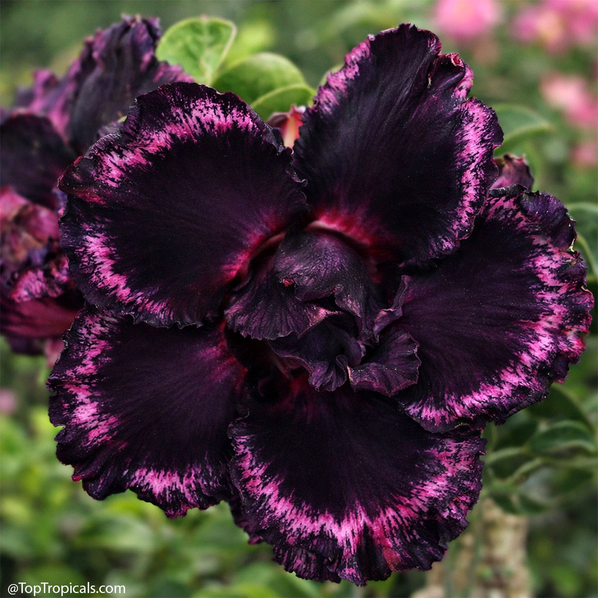 How to start your dream collection: Adenium rainbow How to start your dream collection: Adenium rainbow