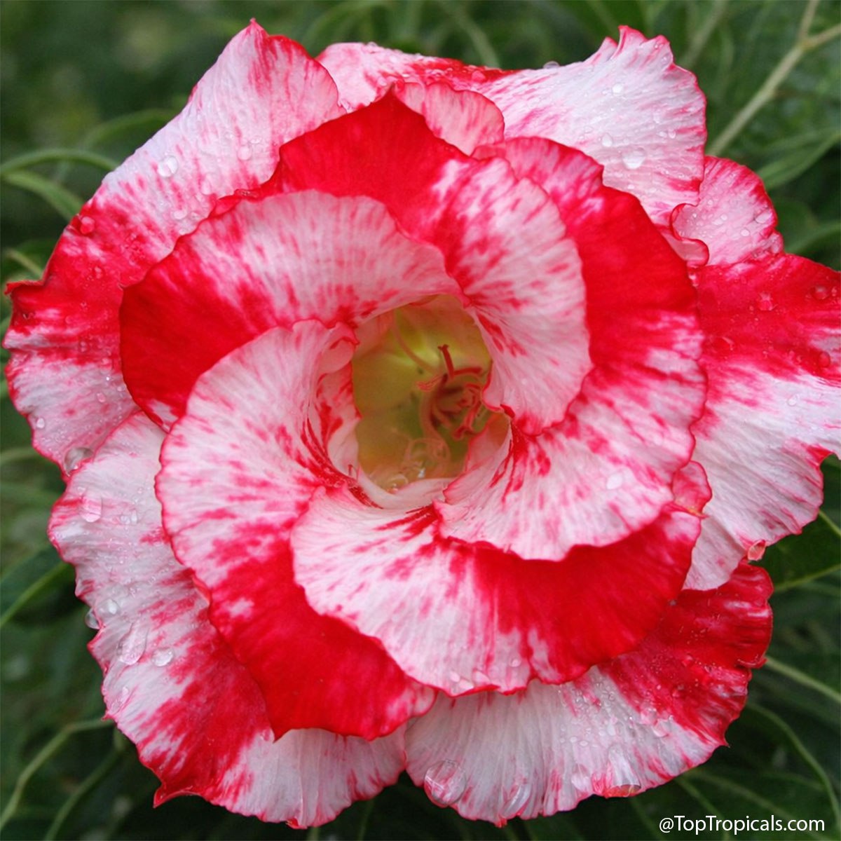 How to start your dream collection: Adenium rainbow How to start your dream collection: Adenium rainbow