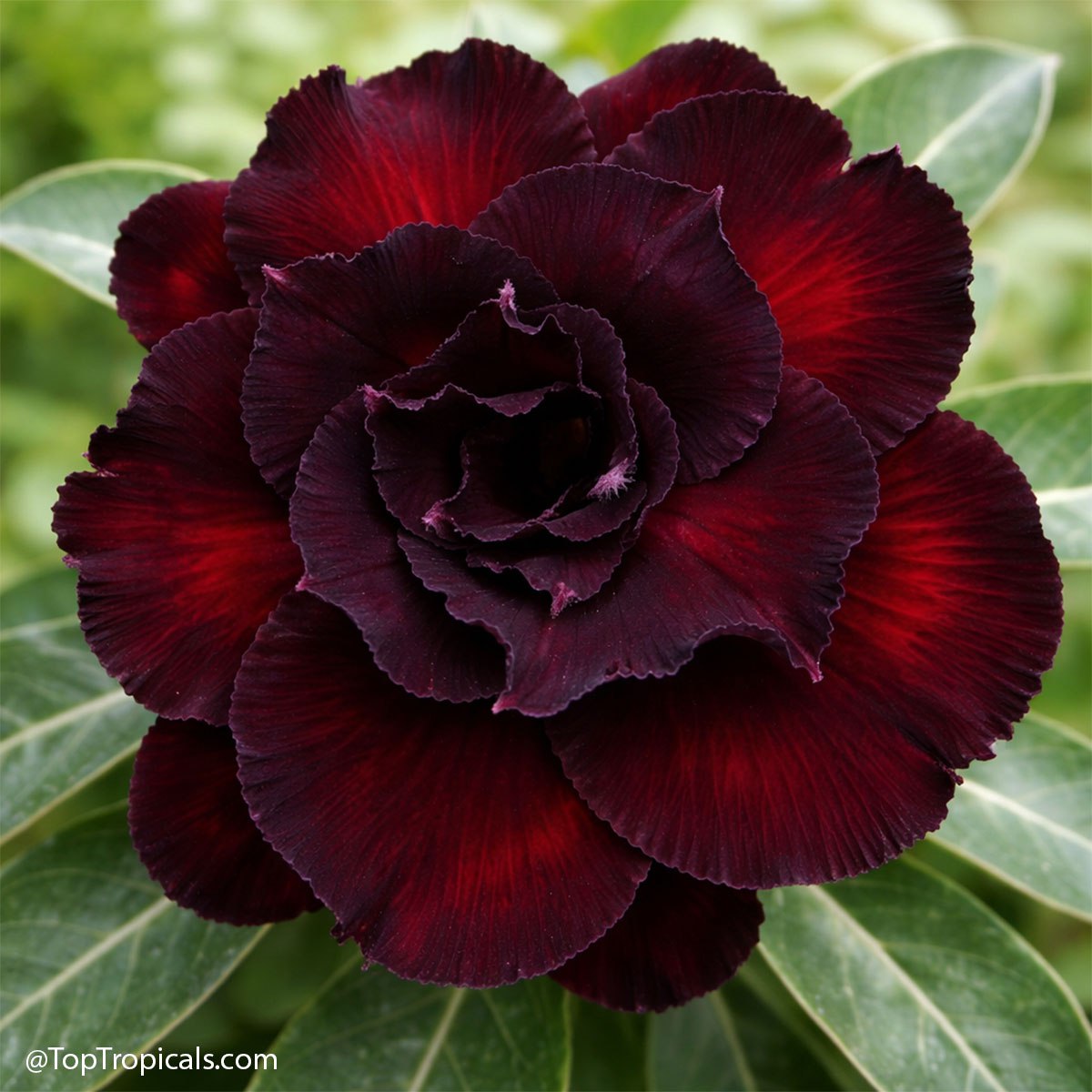 How to start your dream collection: Adenium rainbow How to start your dream collection: Adenium rainbow