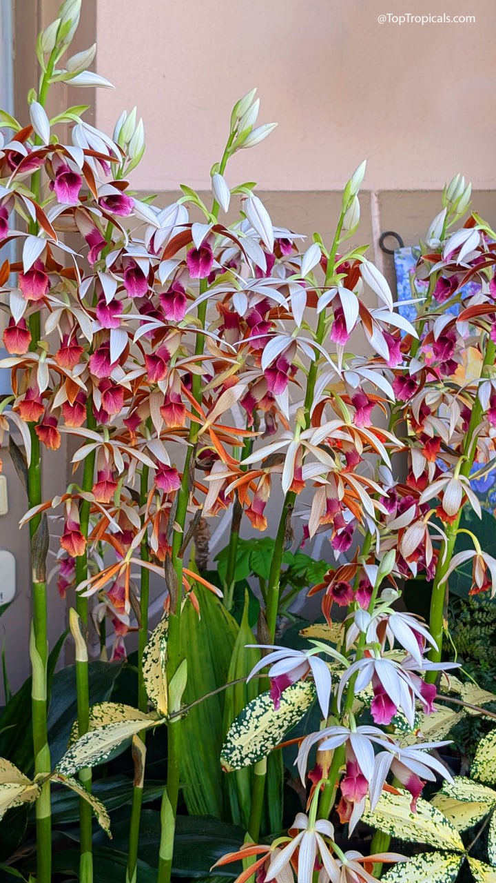 Just in time for spring: Nun Orchid blooms for months! Just in time for spring: Nun Orchid blooms for months!