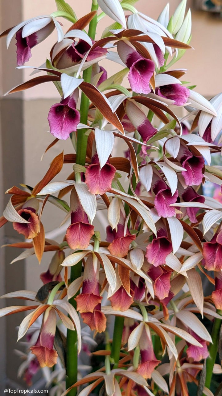 Just in time for spring: Nun Orchid blooms for months! Just in time for spring: Nun Orchid blooms for months!