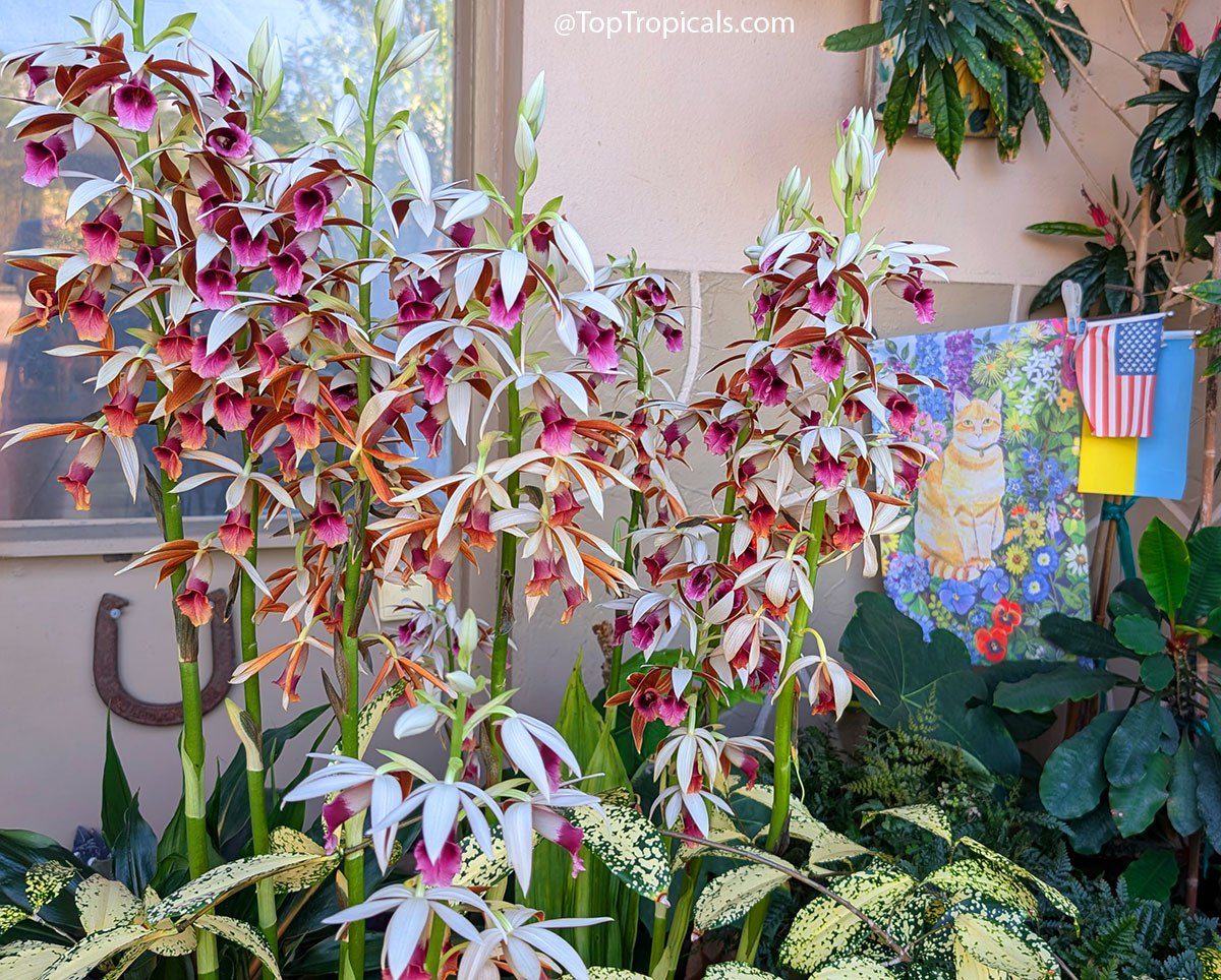 Just in time for spring: Nun Orchid blooms for months! Just in time for spring: Nun Orchid blooms for months!