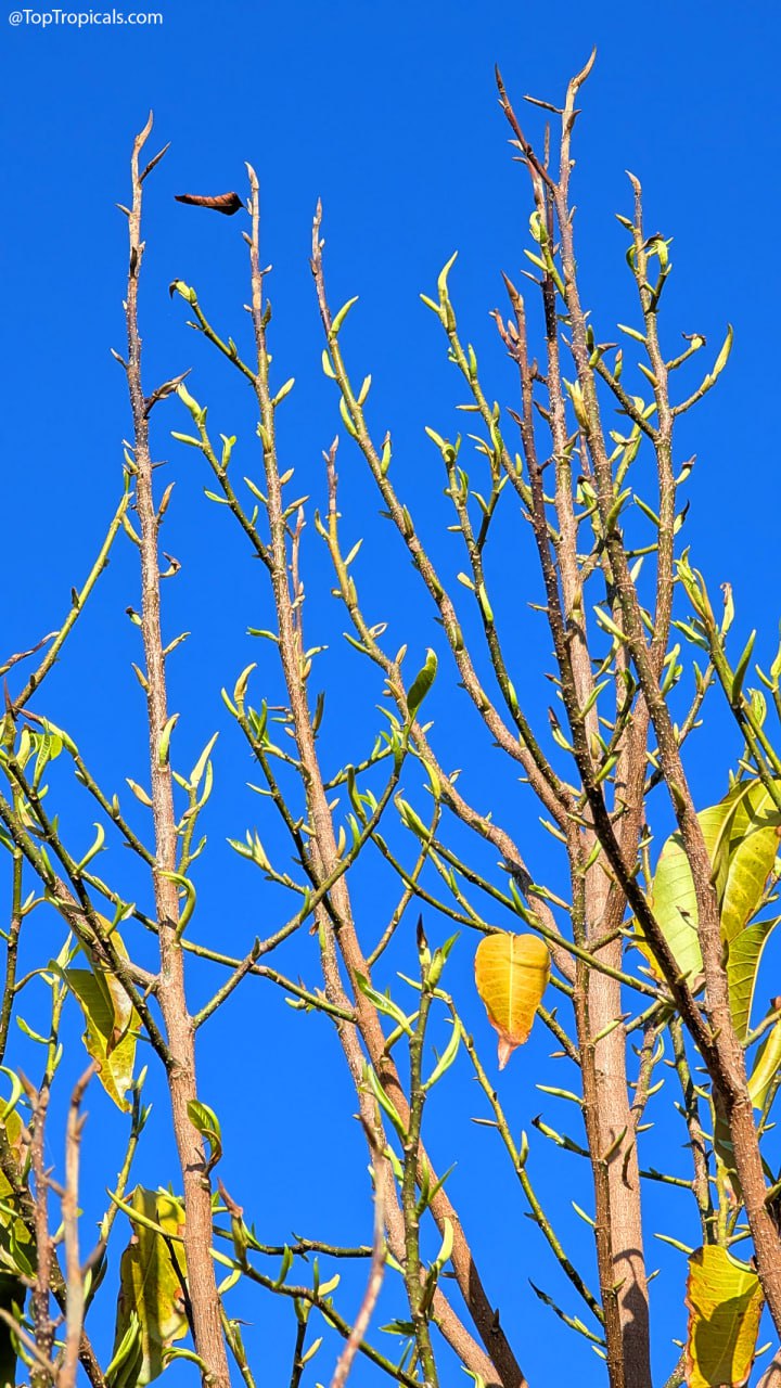 The Magic Number 65: when tropicals finally wake and the 7-Day Rule you should know The Magic Number 65: when tropicals finally wake and the 7-Day Rule you should know