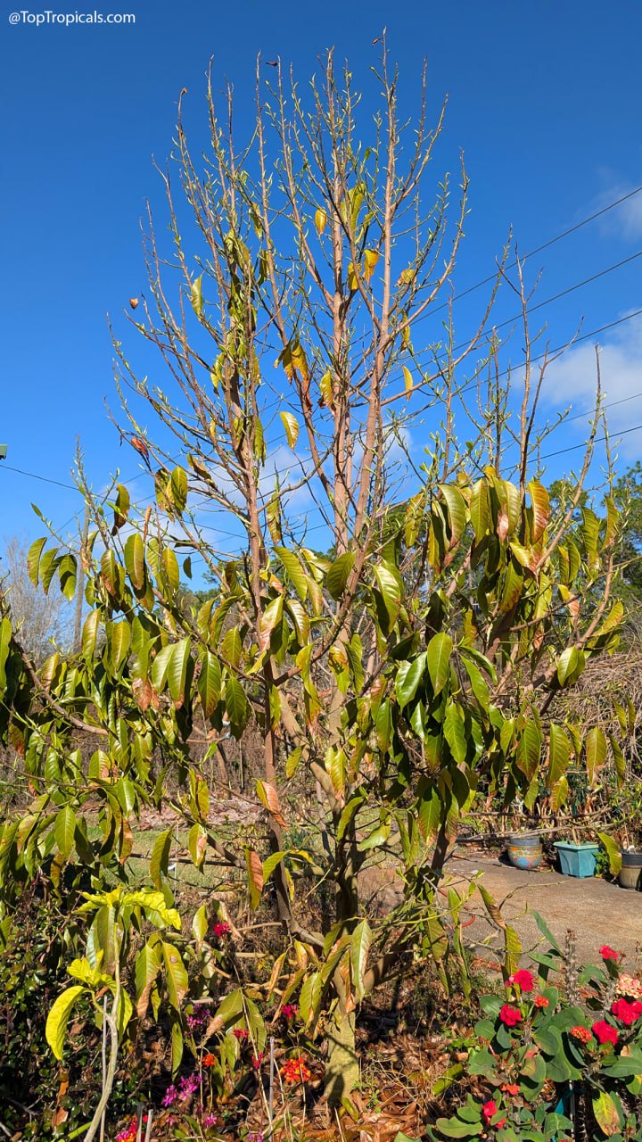 The Magic Number 65: when tropicals finally wake and the 7-Day Rule you should know The Magic Number 65: when tropicals finally wake and the 7-Day Rule you should know