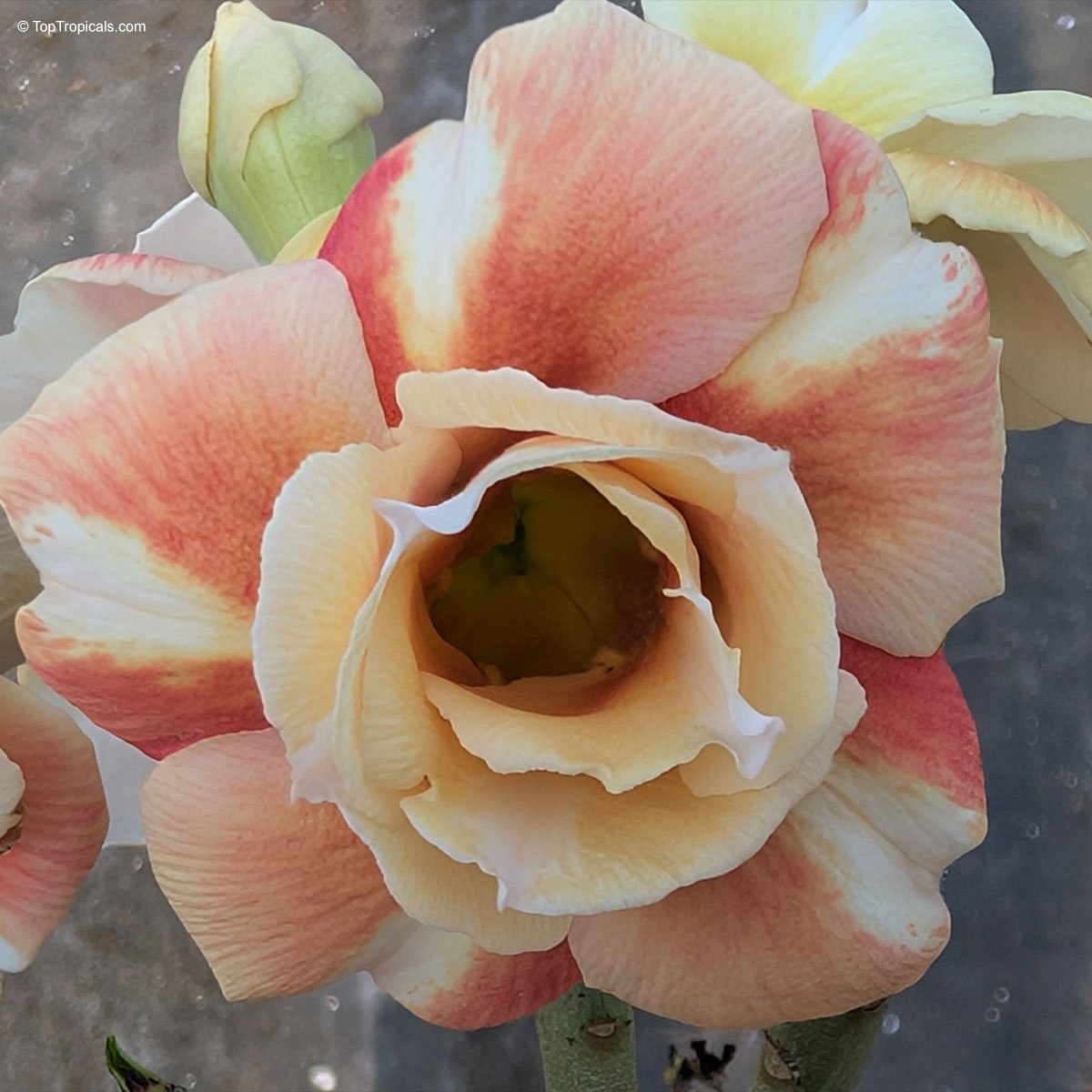 We picked 6 adeniums - youll probably want all 6: Adenium rainbow We picked 6 adeniums - youll probably want all 6: Adenium rainbow