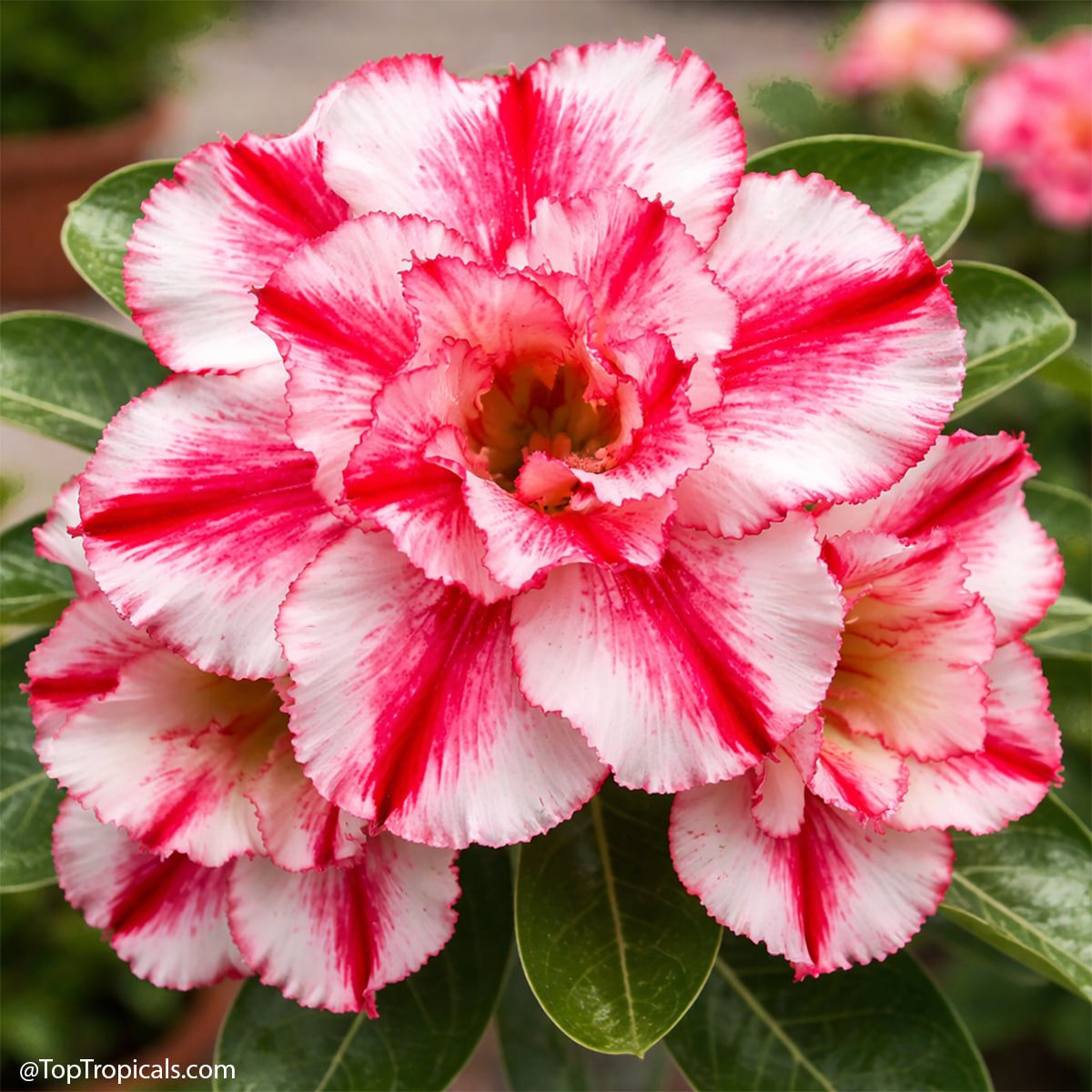 We picked 6 adeniums - youll probably want all 6: Adenium rainbow We picked 6 adeniums - youll probably want all 6: Adenium rainbow