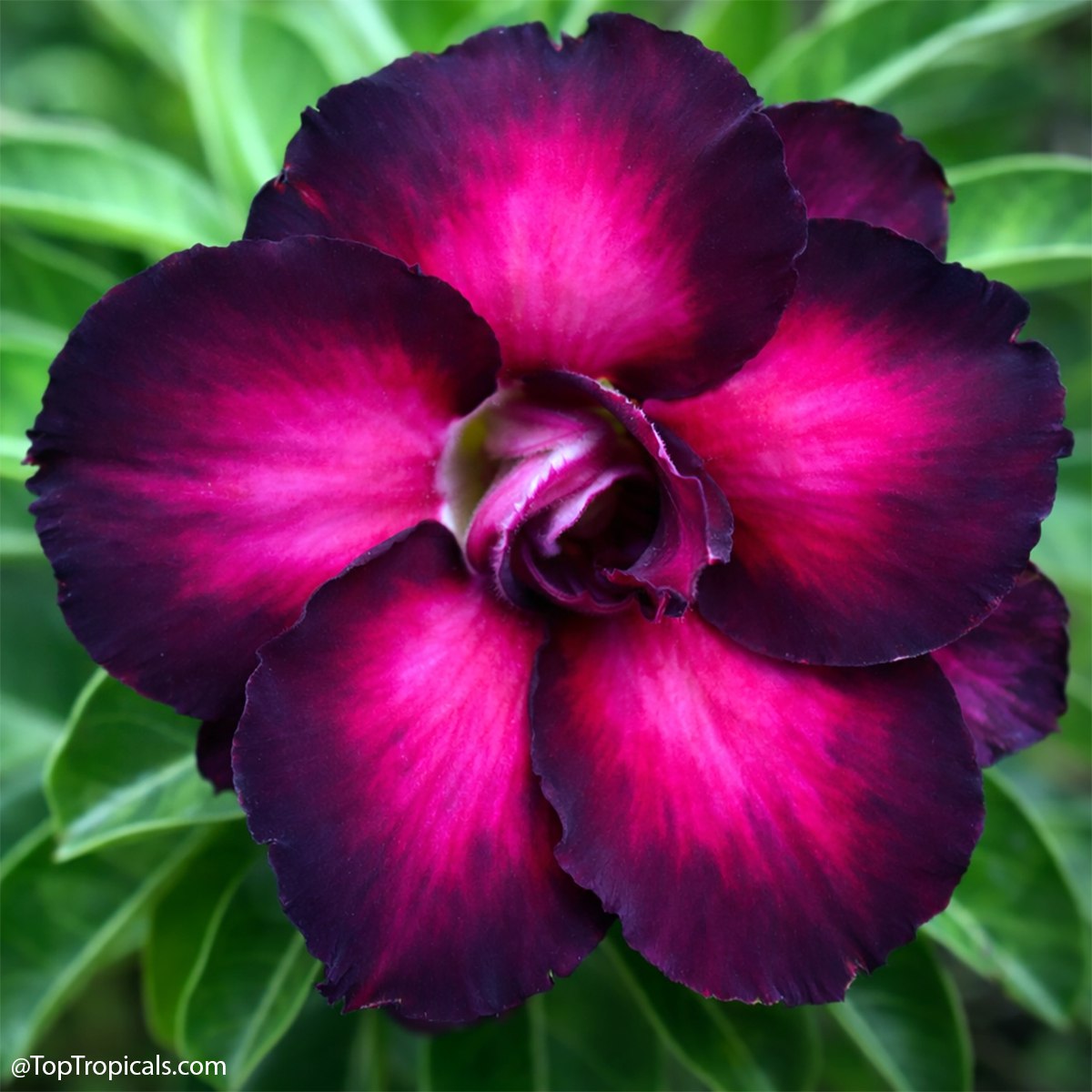 We picked 6 adeniums - youll probably want all 6: Adenium rainbow We picked 6 adeniums - youll probably want all 6: Adenium rainbow