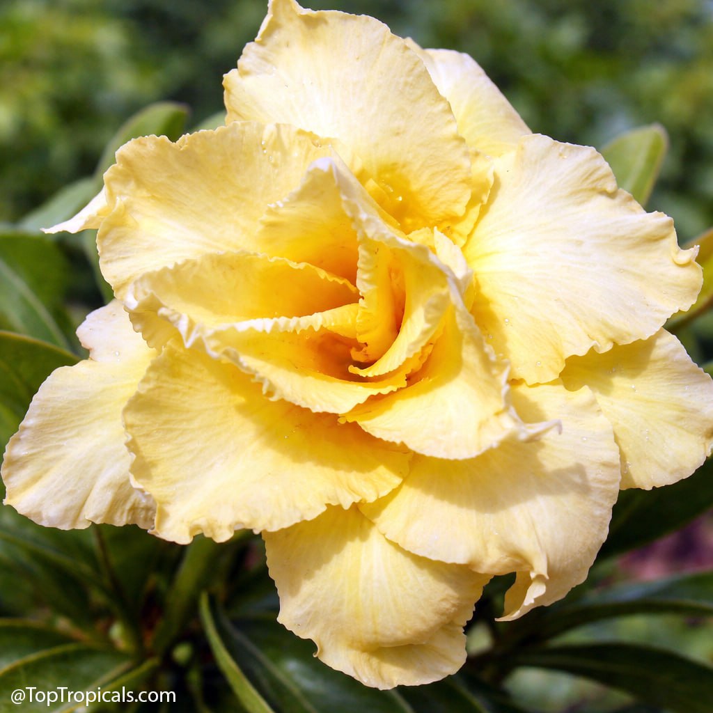 We picked 6 adeniums - youll probably want all 6: Adenium rainbow We picked 6 adeniums - youll probably want all 6: Adenium rainbow