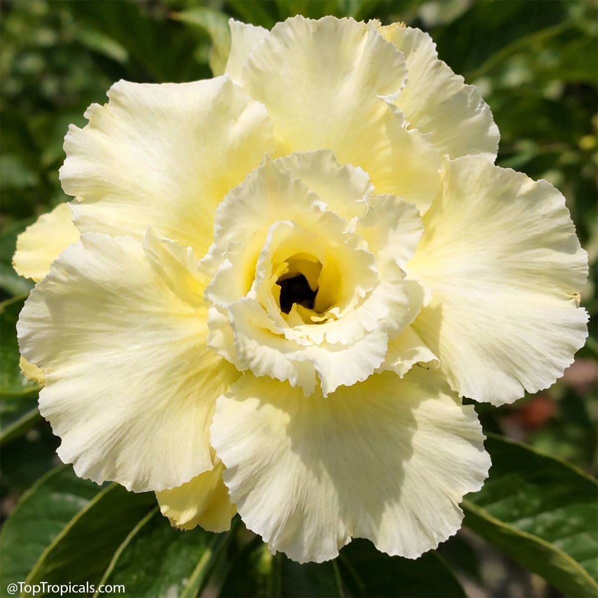 We picked 6 adeniums - youll probably want all 6: Adenium rainbow We picked 6 adeniums - youll probably want all 6: Adenium rainbow