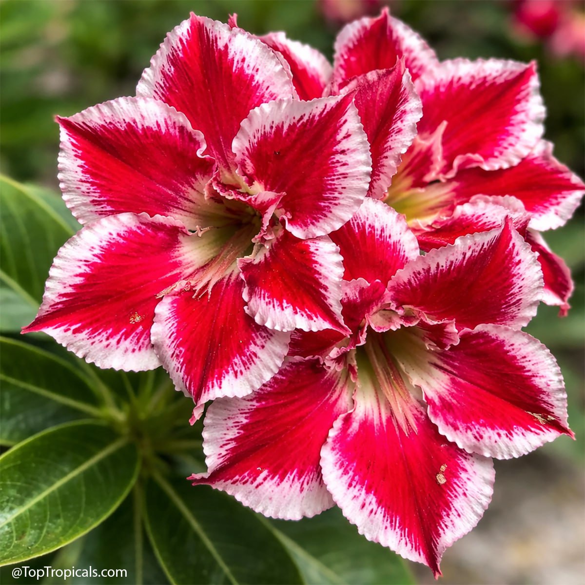 We picked 6 adeniums - youll probably want all 6: Adenium rainbow We picked 6 adeniums - youll probably want all 6: Adenium rainbow