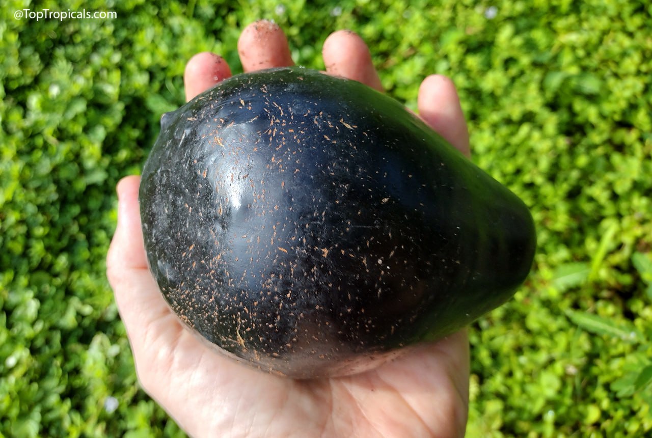 Avocado Brogdon: the hidden world beyond green and black Avocado Brogdon: the hidden world beyond green and black