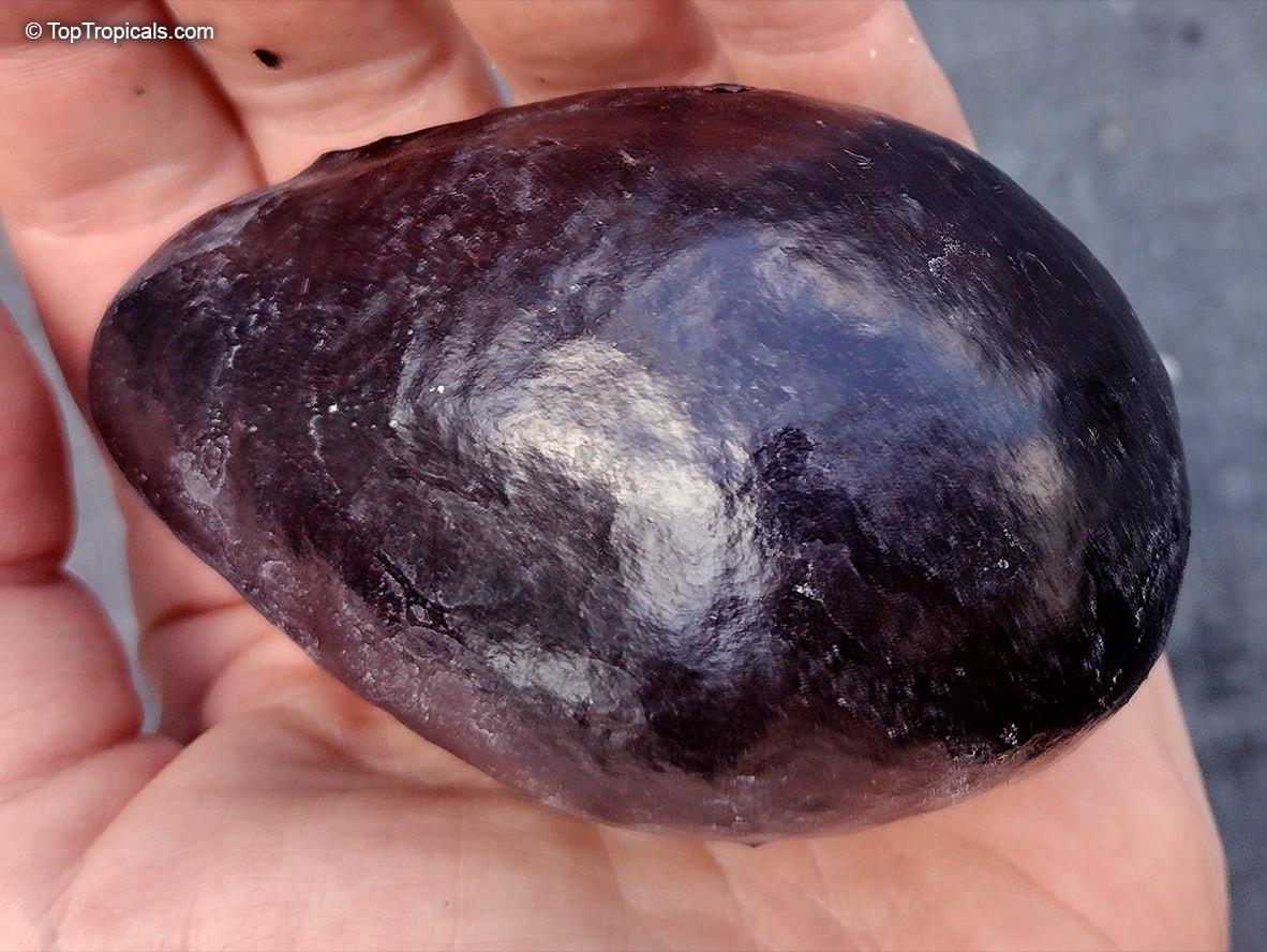 Avocado Fantastic: the hidden world beyond green and black Avocado Fantastic: the hidden world beyond green and black