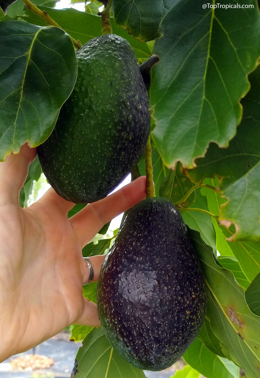 Avocado Florida Hass: the hidden world beyond green and black Avocado Florida Hass: the hidden world beyond green and black