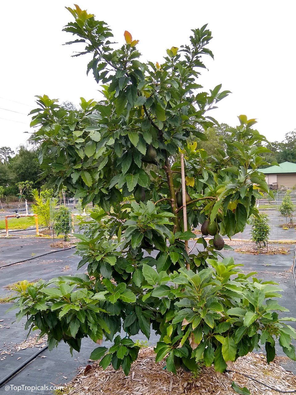 Avocado Florida Hass: the hidden world beyond green and black Avocado Florida Hass: the hidden world beyond green and black