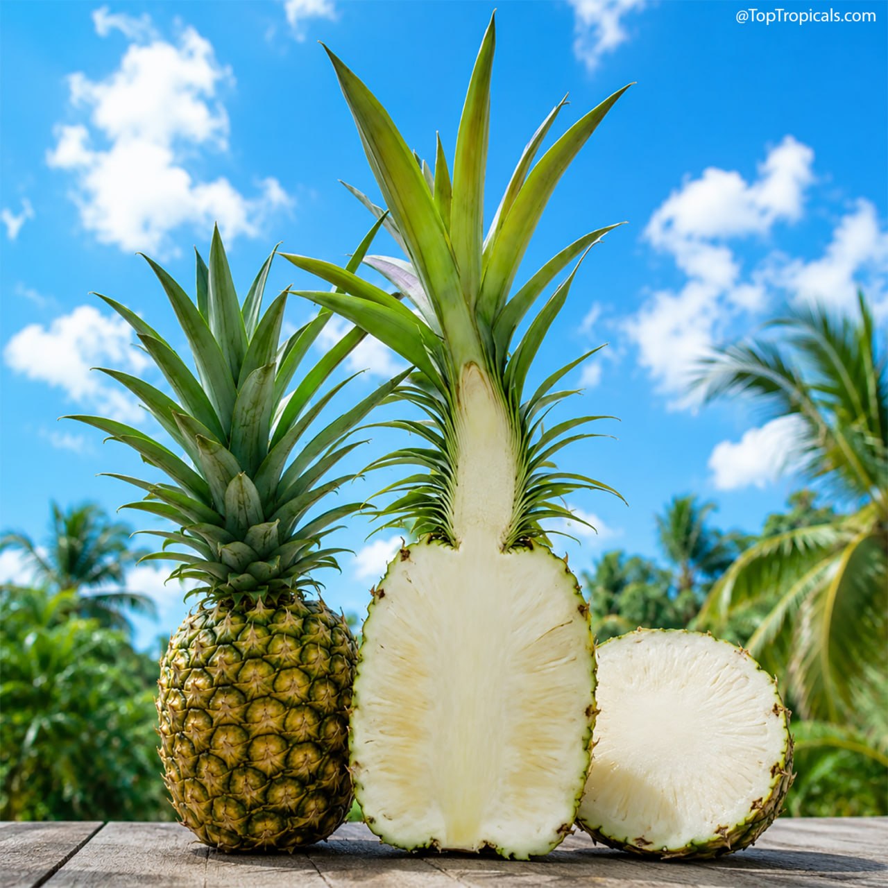 The white-fleshed, low-acid pineapple disrupting tropical gardens The white-fleshed, low-acid pineapple disrupting tropical gardens