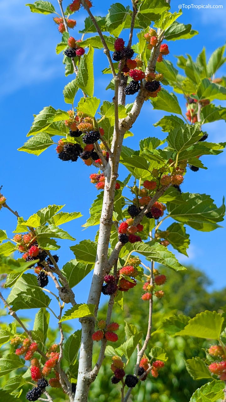 Want Massive Mulberry Harvests? Do These 5 Things Before May Ends Want Massive Mulberry Harvests? Do These 5 Things Before May Ends