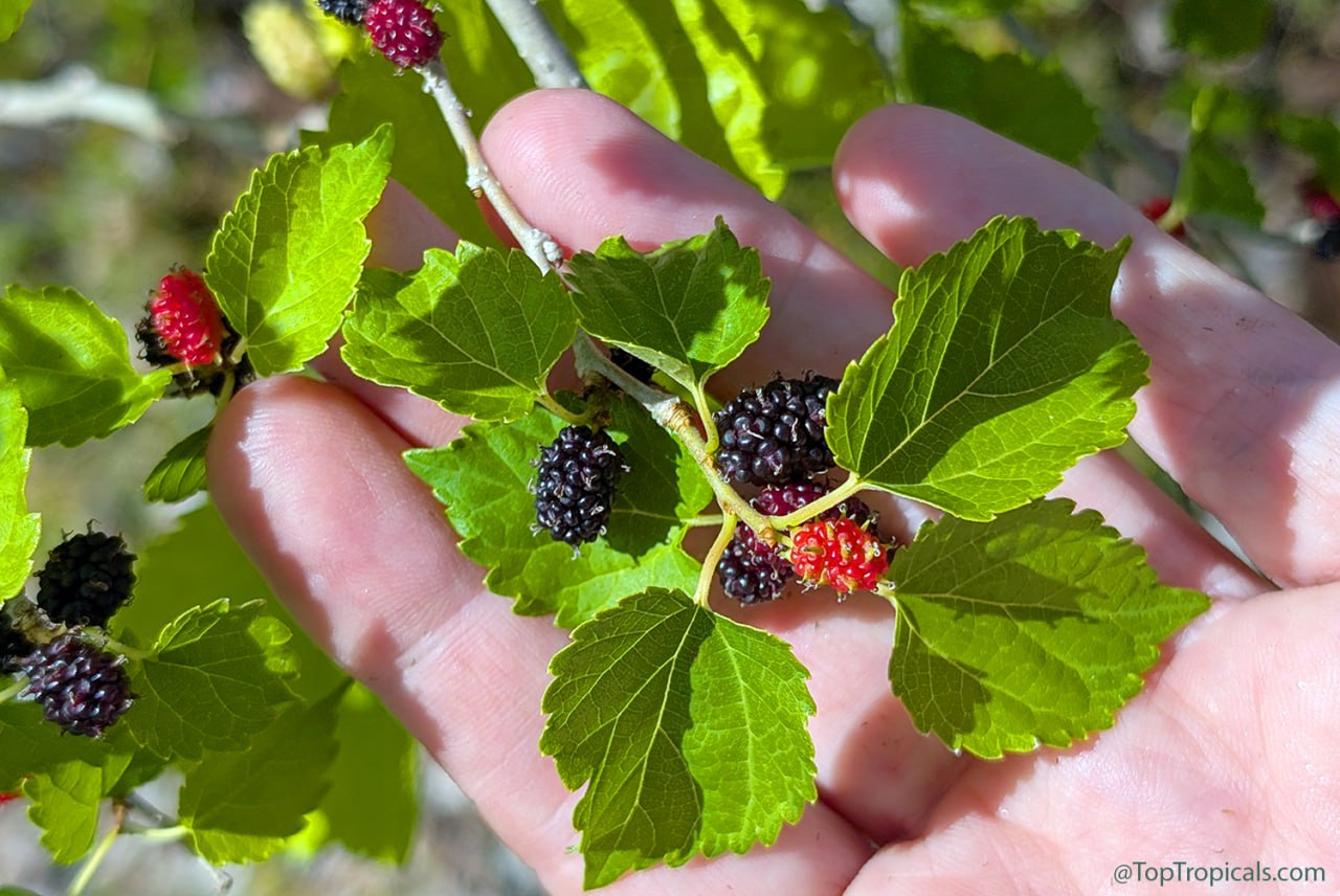 Want Massive Mulberry Harvests? Do These 5 Things Before May Ends Want Massive Mulberry Harvests? Do These 5 Things Before May Ends