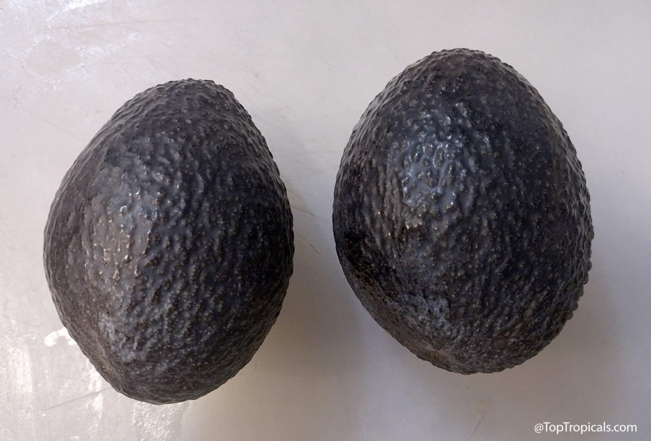 Avocado Ulala (Super Hass): the hidden world beyond green and black Avocado Ulala (Super Hass): the hidden world beyond green and black