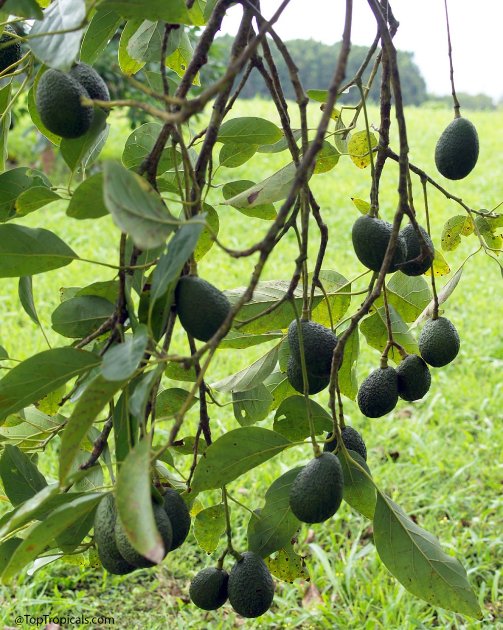 Avocado Ulala (Super Hass): the hidden world beyond green and black Avocado Ulala (Super Hass): the hidden world beyond green and black