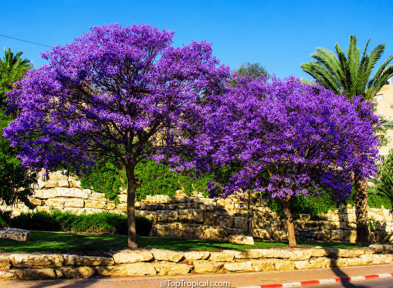 The Tree That Turns Streets Purple Every Spring: Why Gardeners Fall in Love with Jacaranda The Tree That Turns Streets Purple Every Spring: Why Gardeners Fall in Love with Jacaranda