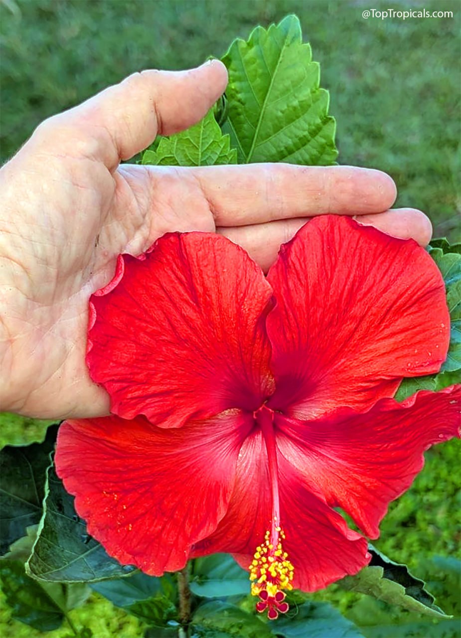 This Hibiscus is called President for a reason This Hibiscus is called President for a reason