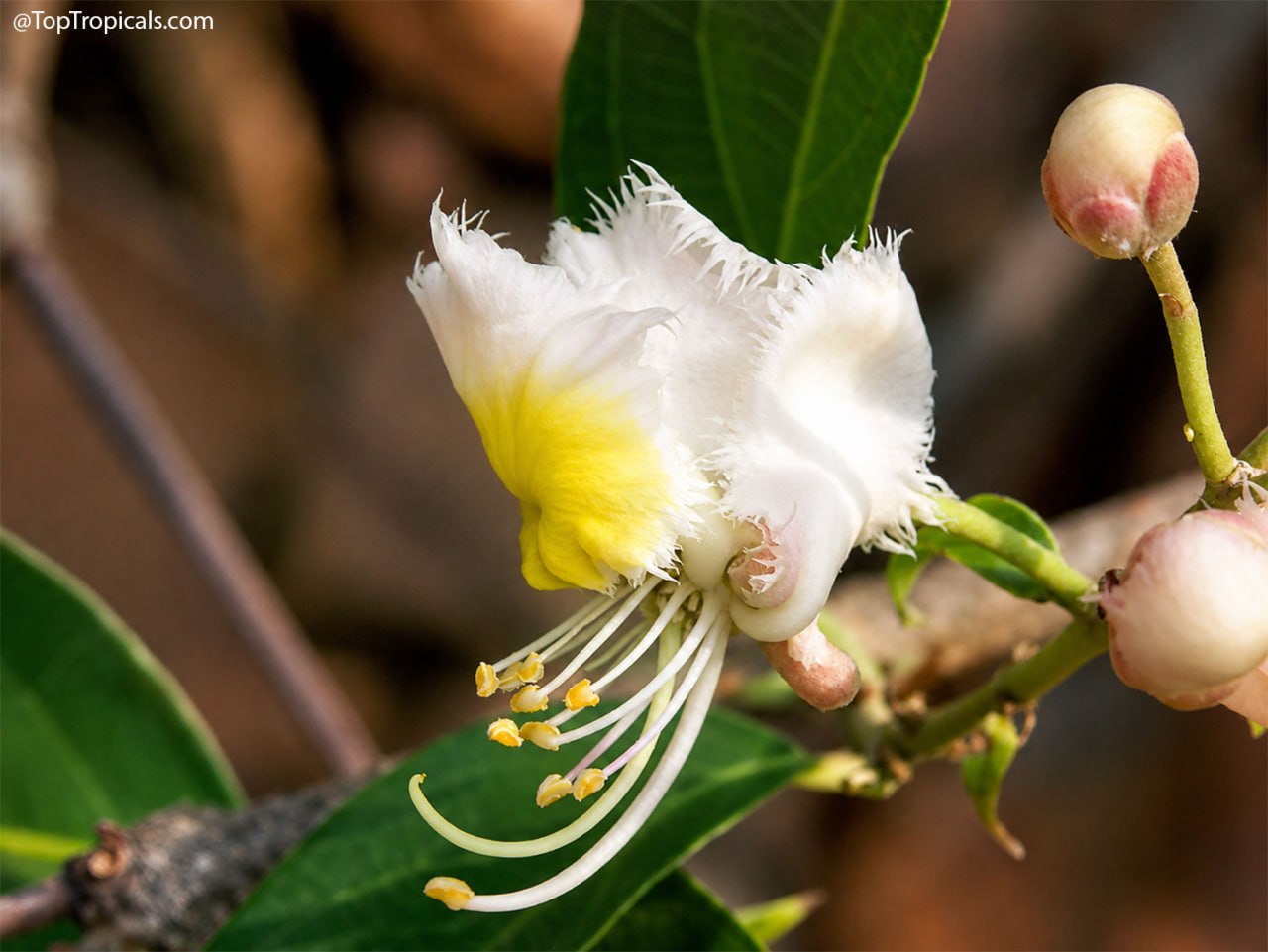 We Followed the Fragrance and Found This Remarkable Vine We Followed the Fragrance and Found This Remarkable Vine