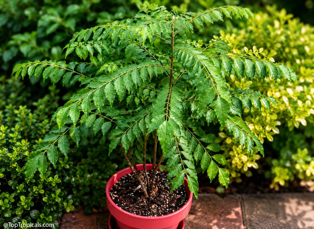 Curry Leaf Tree - one plant that changed millions of kitchens: Murraya koenigii Curry Leaf Tree - one plant that changed millions of kitchens: Murraya koenigii