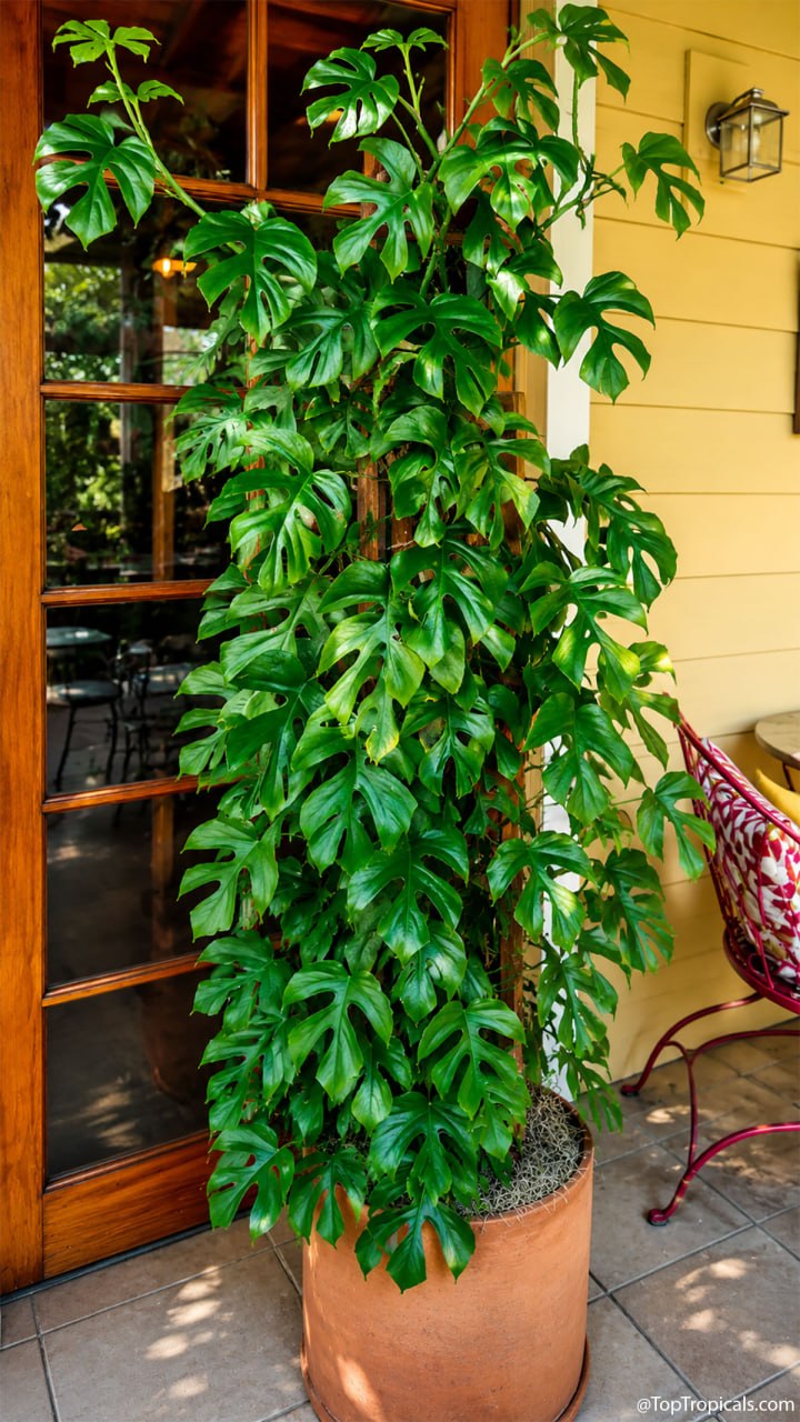 The Big Secret Behind the Mini Monstera Plant The Big Secret Behind the Mini Monstera Plant
