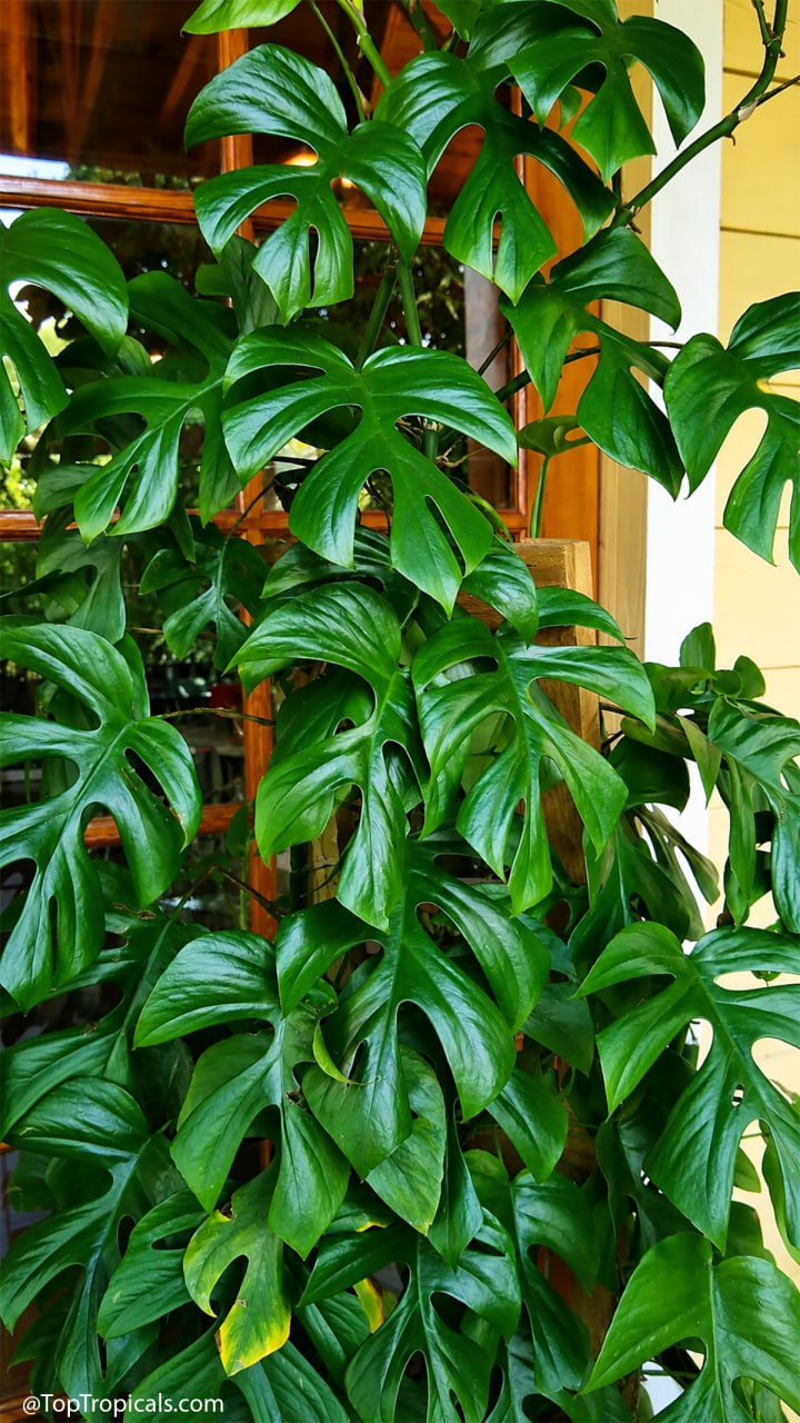 The Big Secret Behind the Mini Monstera Plant The Big Secret Behind the Mini Monstera Plant