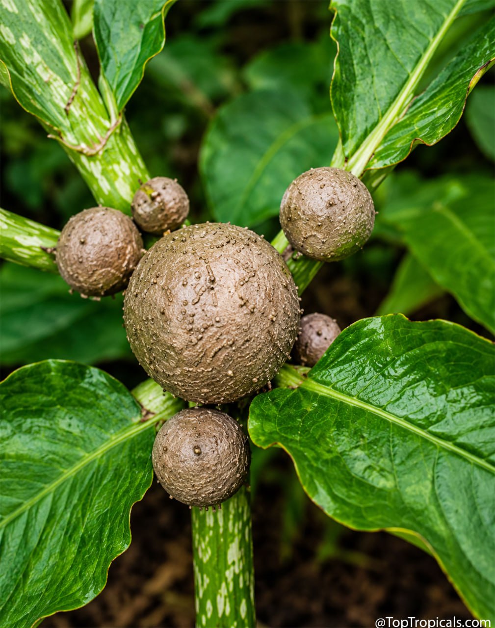 Amorphophallus bulbifer bulbils Amorphophallus bulbifer bulbils