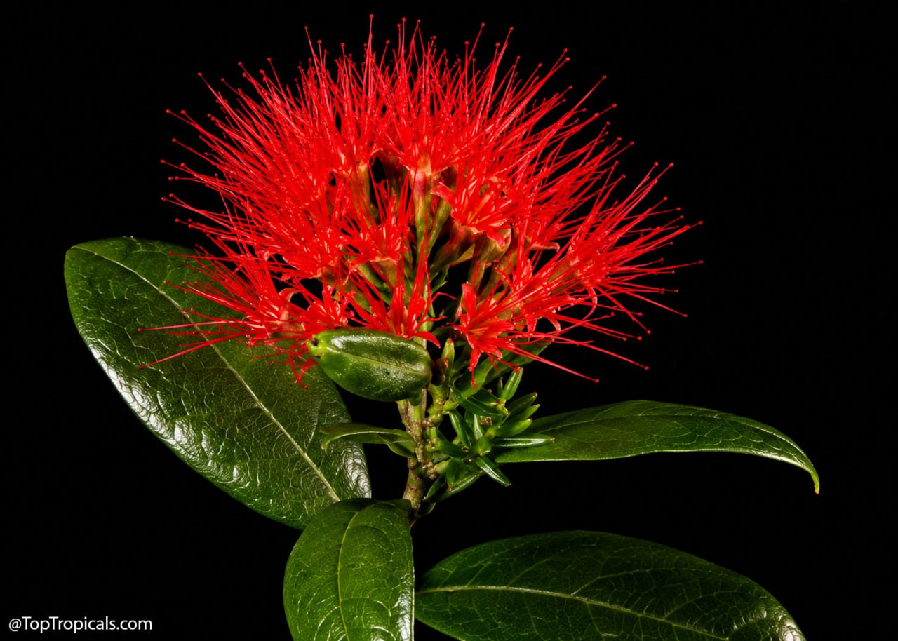The Flowering Shrub That Keeps Blooming When Others Stop The Flowering Shrub That Keeps Blooming When Others Stop