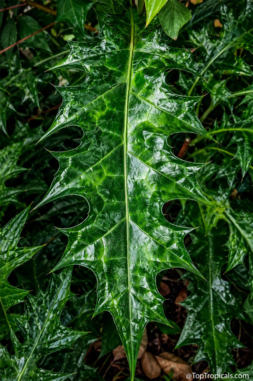 Why is everyone staring at this Alligator Plant? Why is everyone staring at this Alligator Plant?